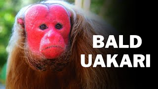 Interesting facts about Bald uakari  Bald uakari 🐒  Monkey 🐵  Monkeys  Animal kingdom [upl. by Kepner430]