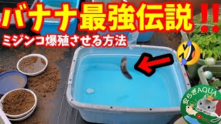 越冬準備の一環！バナナ🍌最強伝説！全てのめだか屋外飼育容器にミジンコをぶちこみます‼️【増やし方培養方法】秋は爆殖しやすいらしい❗安らぎAQUAちゃんねる [upl. by Roana]