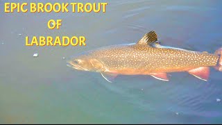 Fishing for the Legendary Brook Trout of Labrador [upl. by Xonel]