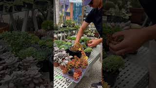 Replantando suculentas 🍀 SEDUM NUSSBAUMERIANUM variegata succulents suculentas [upl. by Nguyen532]