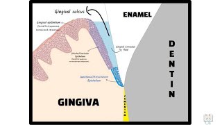 Junctional Epithelium Dentogingival Junction [upl. by Christye]