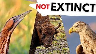 BACK from EXTINCTION These 5 animals are Back in Britain [upl. by Kir]