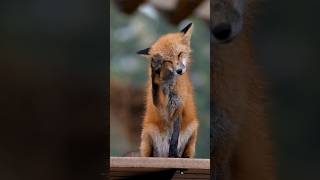 Renard Roux urbain sous une fine pluie 🧡🍂🦊📷 [upl. by Ahsekat]