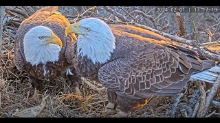 Dulles Greenway Eagle Cam  4K [upl. by Hicks]