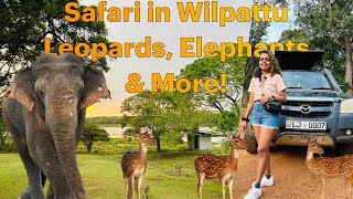 Wild Safari Adventure in Wilpattu National Park Up Close with Nature 🐘🌳 [upl. by Assilym746]