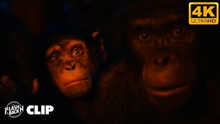 The Death of Caesar in Planet of the Apes – Heartbreaking Movie Clips [upl. by Notgnillew]