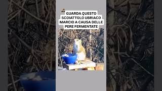 QUESTO SCOIATTOLO SI È UBRIACATO MANGIANDO DELLE PERE FERMENTATE short psicologia scoiattolo [upl. by Oluap496]