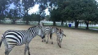 Gentle Zebras Riding Zebra [upl. by Dian797]