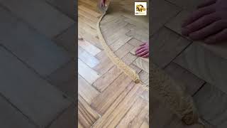 How Can You Effectively Fill Gaps in Parquet Flooring  flooring reels shorts [upl. by Kcerred]