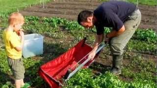 Harvesting Arugula with a Greens Harvester [upl. by Noraed]