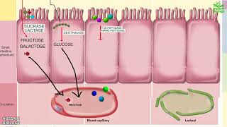 Digestion and Absorption of Carbohydrates  Proteins and Fats [upl. by Ahseile]