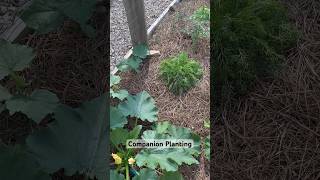 Companion Planting in the Vegetable Garden companionplanting [upl. by Edeline]