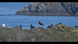 Salish Seabirds Black Oystercatchers amp Gulls Wildlife Western Washington State [upl. by Tnayrb]