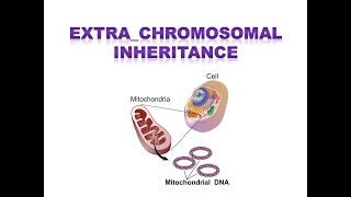 EXTRACHROMOSOMAL INHERITANCE [upl. by Townshend]