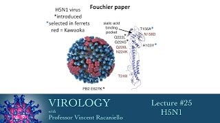 Virology 2014 lecture 25  H5N1 [upl. by Siraved]