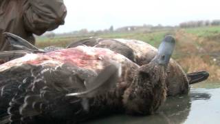 Wildfowling in Somerset with an Armsan A612 Shotgun [upl. by Weitzman]