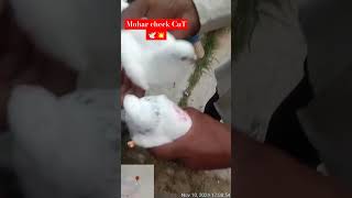 shortvideo pigeon kabuthar bird vlog vlogger vloging birdslover pigeonbird pigeonlover [upl. by Aicil]