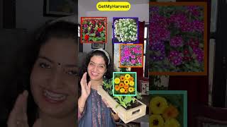 November December mein yeh phool lagao  Flowers to grow in November December shorts [upl. by Humfrey]