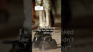 Stop horse abuse STOPHORSEABUSE equestrian edit horse pinkpalmpuff [upl. by Eupheemia]