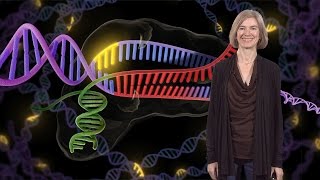 Jennifer Doudna UC Berkeley  HHMI Genome Engineering with CRISPRCas9 [upl. by Wing193]