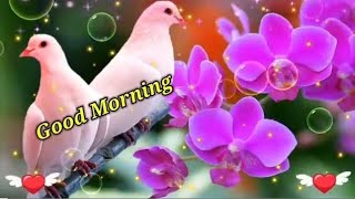 Good Morning status  🌹Good Morning shayari  🌹Good Morning video  🌹 Good Morning [upl. by Vesta]