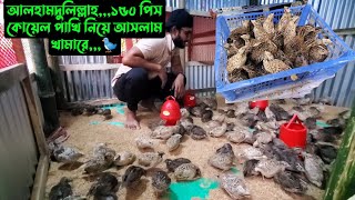 আলহামদুলিল্লাহ১৫০ পিস কোয়েল পাখি নিয়ে আসলাম খামারে🐦 [upl. by Randee]