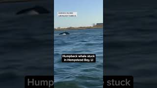 Humpback Whale stuck in LI bay [upl. by Chuipek409]