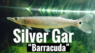 Hujeta Silver Gar “Barracuda” Care [upl. by Harday58]