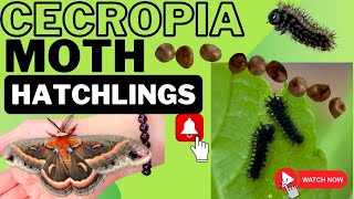 Cecropia Moth Eggs hatching we got babies [upl. by Reivax879]