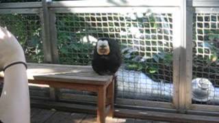 Up close with a Whitefaced Saki monkey [upl. by Ecyle]