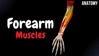 Muscles of the Forearm Division Origin Insertion Function [upl. by Ecyak]