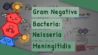 Gram Negative Bacteria Neisseria meningitidis [upl. by Nievelt873]