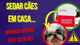 SEDATIVO PARA CÃES CALMANTE PARA VIAJAR COM CACHORRO COMO DEIXAR CACHORRO QUIETO COM Acepran Gotas [upl. by Eessac]