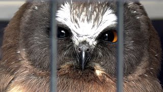 NORTHERN SAW WHET OWL RELEASE 2024 [upl. by Bixby]