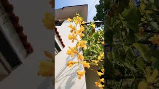 Golden Cascadehome ❤️ malayalam flowers nature vine plants garden gardening [upl. by Lydon]