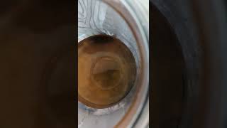 KOMBUCHA SERIES  ep 3 Update on my SCOBY pellicle forming kombuchabrewing [upl. by Amathiste]