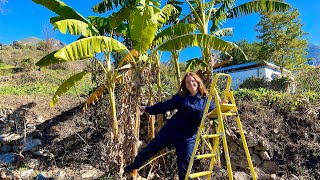 🌴Podamos los árboles frutales de la finca por primera vez [upl. by Illac]