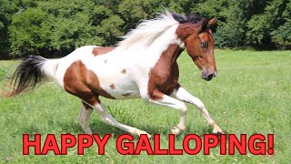 Happy Galloping SHORTS Schleich horse toy video [upl. by Eloci]