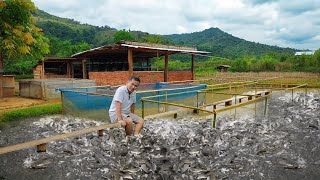 Catfish Farming Business Millions of Profit How to Start A Catfish Farm amp Preparing for Breeding [upl. by Frissell]