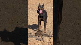 Working Manchester Terrier ratting verminhunting huntingdog workingdog ratterrier [upl. by Noemis675]