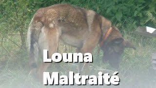 Louna chienne berger allemand Maltraité depuis ses 3 mois  Part 1  IronVlog [upl. by Regine]