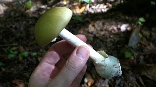 The Deathcap Amanita phalloides [upl. by Thaddeus]