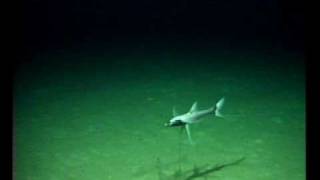 Tripod fish eyeballs ROV at 1443m deep [upl. by Nagiam]