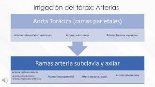 Irrigación e Inervación del Tórax [upl. by Barnett]