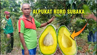 Kebun Alpukat Roro Subaka buah pertama lengket  Alpukat Super Bangka [upl. by Franckot]