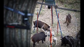 BOWHUNTING HOGS from a TREE STAND SLO MO Shot [upl. by Atirhs888]