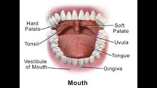 Anatomy of the vestibule of the mouth [upl. by Matthias644]