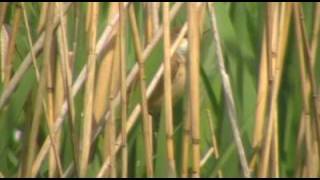 Singing Reed Warbler [upl. by Orlanta]