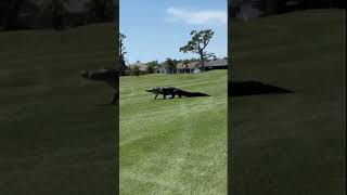 Large alligator strolls across the Rotonda Golf amp Country Club Palms Course in Florida [upl. by Attekram356]