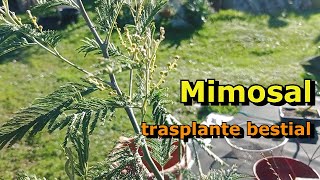 Trasplante de bonsai de mimosa Acacia dealbata [upl. by Marron539]